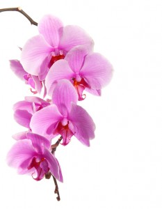 Orchidee