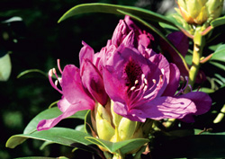 Rhododendron-Blüte